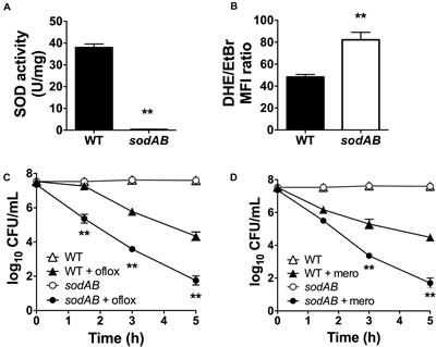 Sublethal Paraquat Confers Multidrug Tolerance in Pseudomonas aeruginosa by Inducing Superoxide Dismutase Activity and Lowering Envelope Permeability